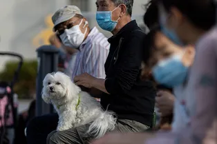 Хозяин случайно забыл собаку на автозаправке. Она прошла 60 км, чтобы его найти