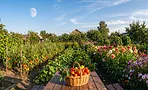 Лунный посевной календарь на неделю с 10 по 16 августа 2026 года: что можно и нельзя делать на даче Лунный посевной календарь на неделю с 10 по 16 августа 2026 года: что можно и нельзя делать на даче
