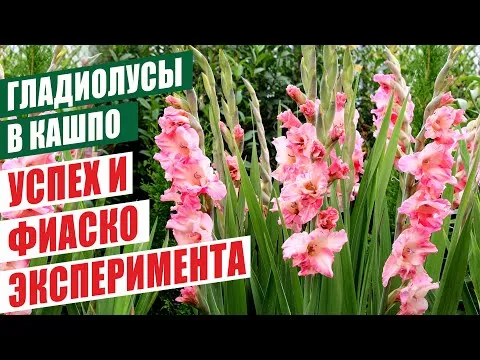 Нажми и смотри
