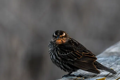 Необычное явление в небе над Ессентуками: сотни птиц устроили волшебный «птичий балет»
