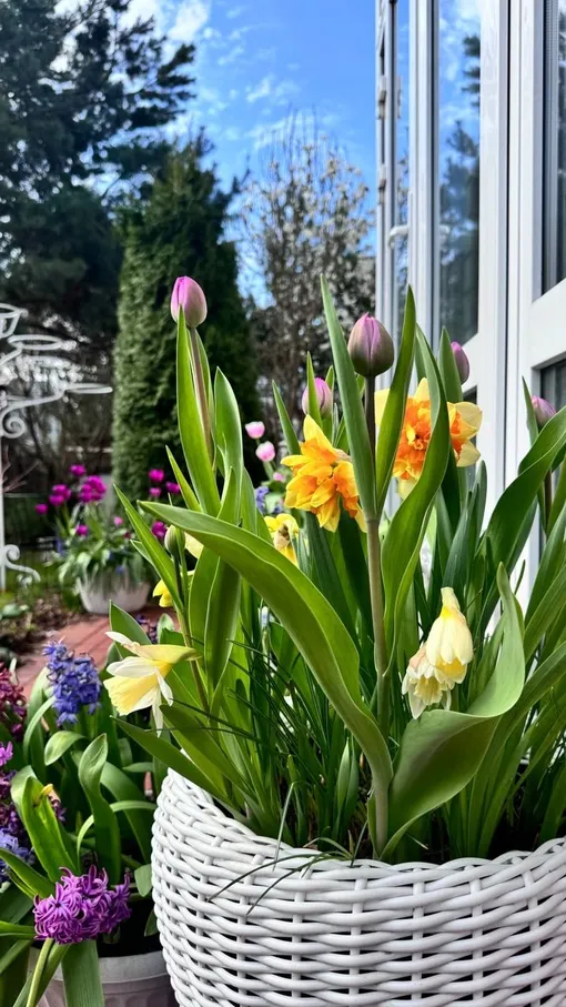 Цветение и подкормки луковичных цветов в кашпо Цветение и подкормки луковичных цветов в кашпо