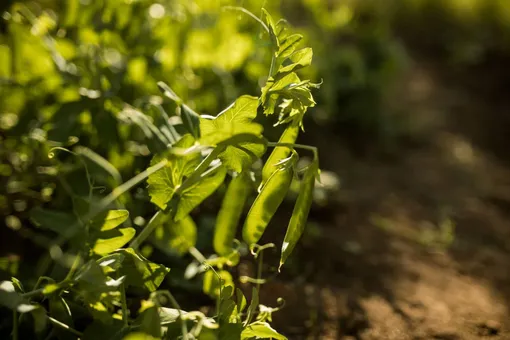 Горох Горох