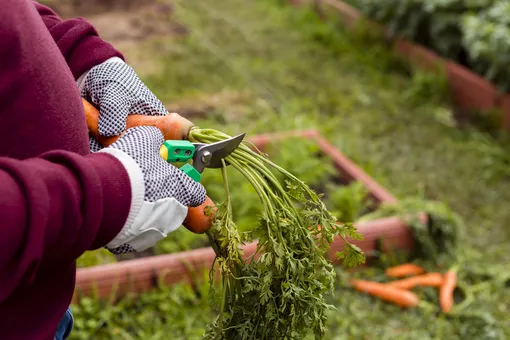 Важно знать: что необходимо сделать на даче в августе Важно знать: что необходимо сделать на даче в августе
