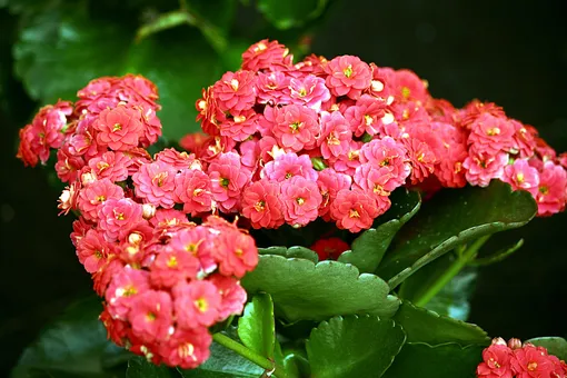 Каланхоэ Блоссфельда: важные правила ухода в домашних условиях для начинающих цветоводов