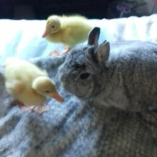утята и кролик утята и кролик