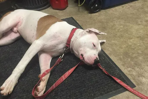 Верность навсегда. Брошенный хозяевами при переезде пес остался ждать их на старых вещах Верность навсегда. Брошенный хозяевами при переезде пес остался ждать их на старых вещах