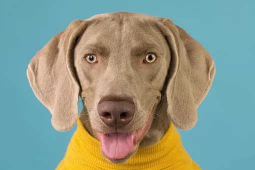 «Вот это воспитание!» Сеть покорил ведущий себя как лорд пёс