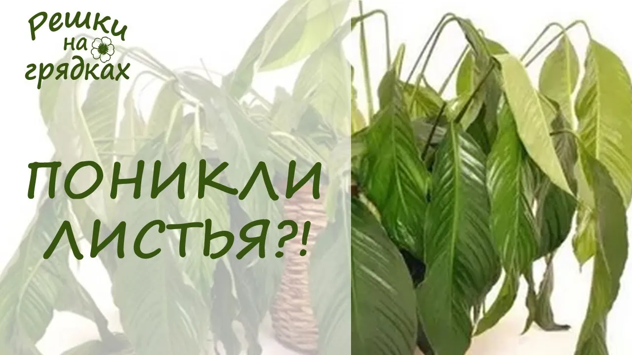 Нажми и смотри