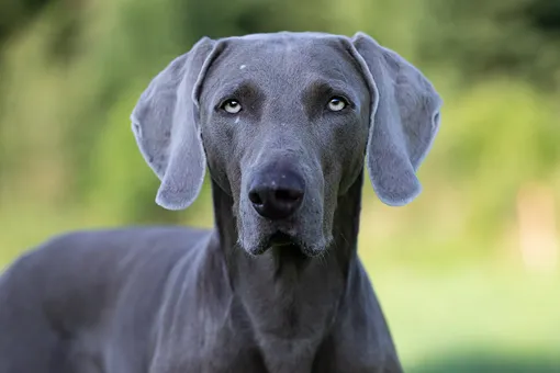 веймаранер порода веймаранер порода