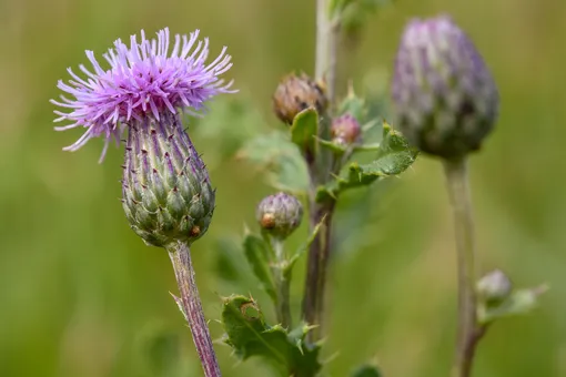 Осот розовый: самые эффективные методы борьбы с вредным сорняком