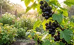 Обрезка чёрной смородины: формируем ажурный куст, который даёт до 10 кг ягод Обрезка чёрной смородины: формируем ажурный куст, который даёт до 10 кг ягод