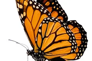 Рами Блект — Освободить желания души