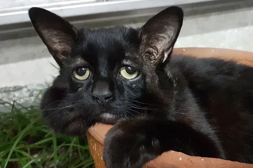 У кота с редким заболеванием в прямом смысле «сползает» лицо У кота с редким заболеванием в прямом смысле «сползает» лицо