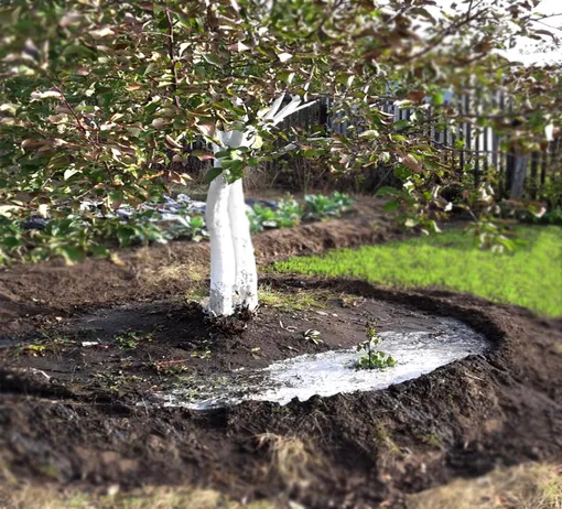 Осенний влагозарядный полив яблони Осенний влагозарядный полив яблони
