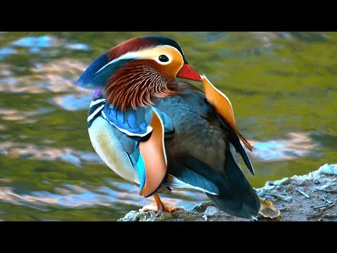 Нажми и смотри Нажми и смотри