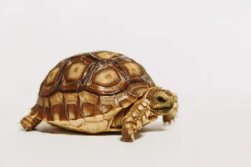 У принца Эдварда дома всем заправляет черепаха У принца Эдварда дома всем заправляет черепаха