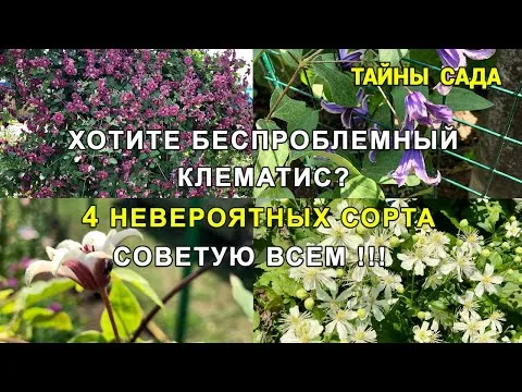 Нажми и смотри