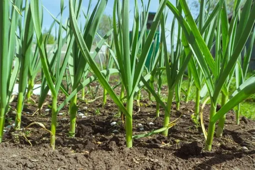 Лунный посевной календарь на неделю с 15 по 21 сентября 2025 года: благоприятные и неблагоприятные дни для садовых и огородных работ