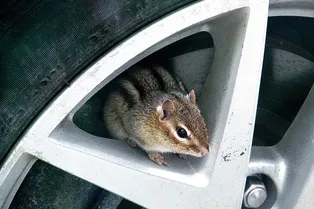 После карантина мужчина не смог завести машину. Белочка оставила в капоте сюрприз После карантина мужчина не смог завести машину. Белочка оставила в капоте сюрприз