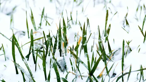 Как сохранить посевы озимых овощей в случае очень холодной зимы