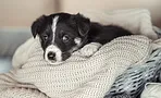 Помнят ли собаки свою мать? Помнят ли собаки свою мать?