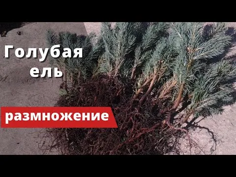 Нажми и смотри
