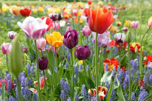 Как спланировать композицию из луковичных весенних цветов