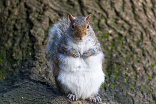 Спасателям пришлось вызволять упитанную белку, застрявшую в птичьей кормушке