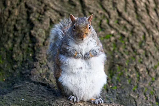 Спасателям пришлось вызволять упитанную белку, застрявшую в птичьей кормушке Спасателям пришлось вызволять упитанную белку, застрявшую в птичьей кормушке
