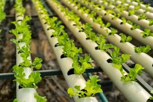 Как сделать своими руками вертикальные грядки из пластиковой трубы для клубники, зелени или огурцов: инструкция с фото