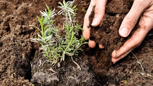 Что сажать и пересаживать осенью? Сейчас самое время Что сажать и пересаживать осенью? Сейчас самое время