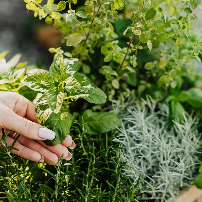 Обязательно посадите эти растения: на участке не будет ни комаров, ни мошек