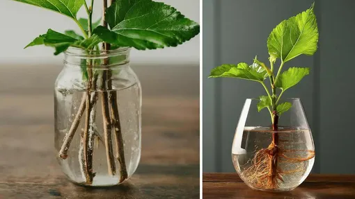 Эффективные рецепты домашнего укорененителя, которые действительно работают