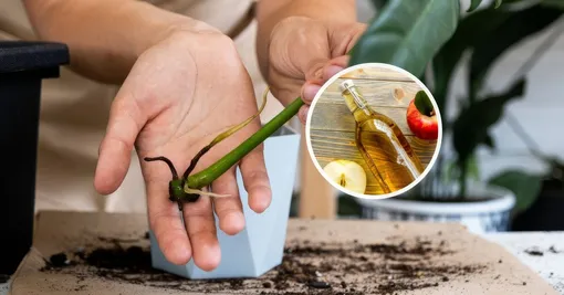 Яблочный уксус