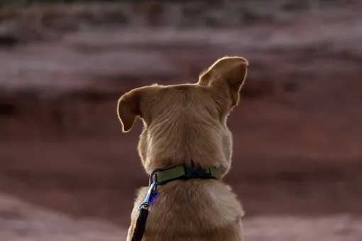 «Прощай, Фредди»: умерла самая большая в мире собака «Прощай, Фредди»: умерла самая большая в мире собака