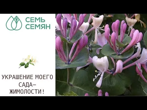 Нажми и смотри Нажми и смотри