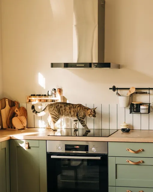 Как убрать шум вытяжки на кухне и кот фото Как убрать шум вытяжки на кухне и кот фото