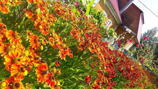 Как обрезать гелениум: пошаговая инструкция Как обрезать гелениум: пошаговая инструкция