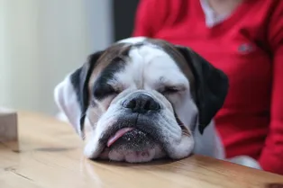 Гадкий я: боксёр сжевал десятки вещей, причинив хозяевам ущерб в 9000 фунтов