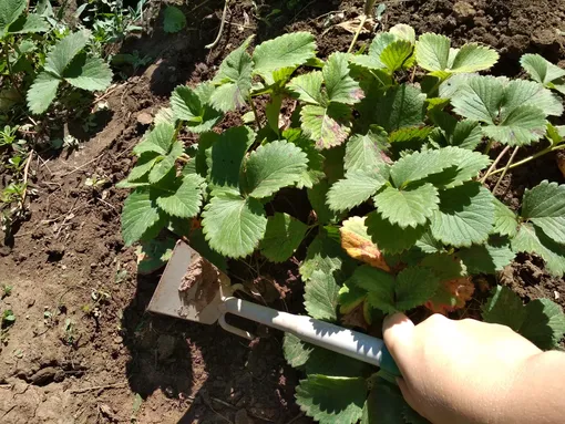 Прополка и обработка клубники