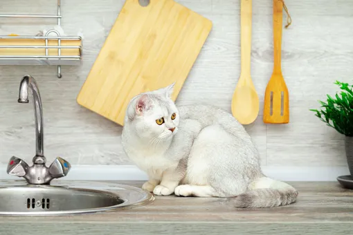 5 популярных чистящих средств, которыми нельзя мыть деревянные разделочные доски, и кот 5 популярных чистящих средств, которыми нельзя мыть деревянные разделочные доски, и кот