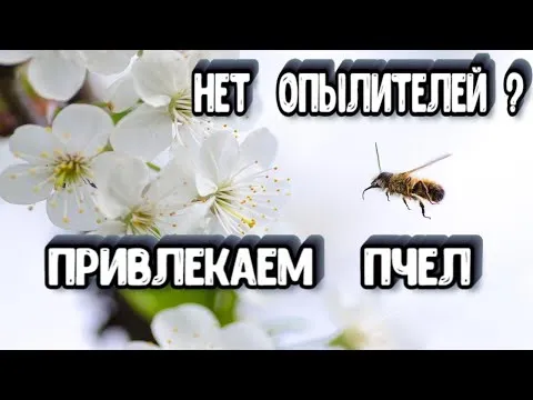 Нажми и смотри