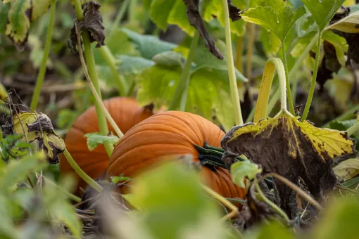 Когда убирать тыквы с огорода: 5 верных признаков, что овощ созрел Когда убирать тыквы с огорода: 5 верных признаков, что овощ созрел