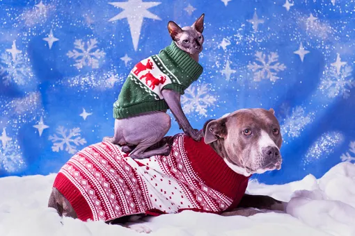 Гид по подаркам собакам к Новому году: 20 идей от 300 до 3000 рублей и кот Гид по подаркам собакам к Новому году: 20 идей от 300 до 3000 рублей и кот