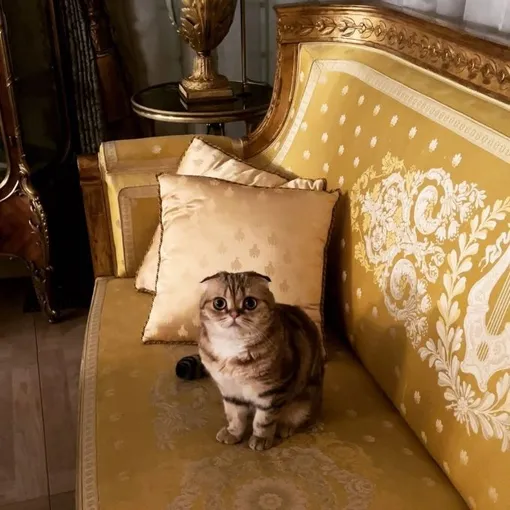 звезды которые любят кошек