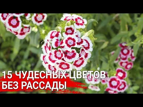 Нажми и смотри