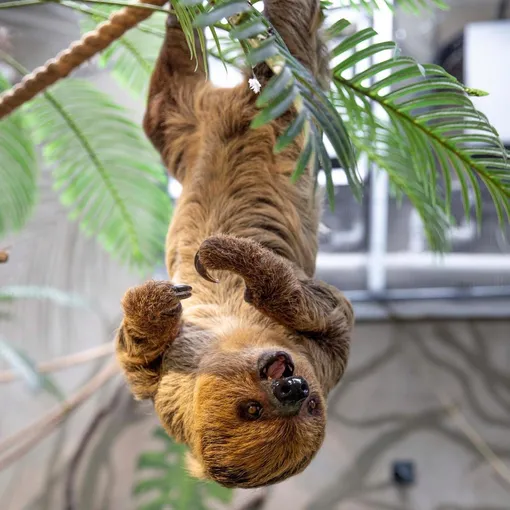 Питомцы Литовского зоопарка