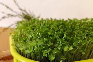 Какое освещение нужно для микрозелени на подоконнике: советы начинающим