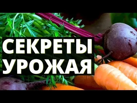 Нажми и смотри