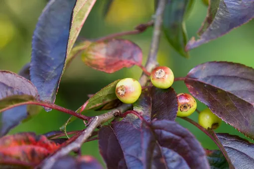 Задержка роста, вянущие листья, отсутствие цветов: 6 проблем, причина которых кроется в качестве почвы Задержка роста, вянущие листья, отсутствие цветов: 6 проблем, причина которых кроется в качестве почвы